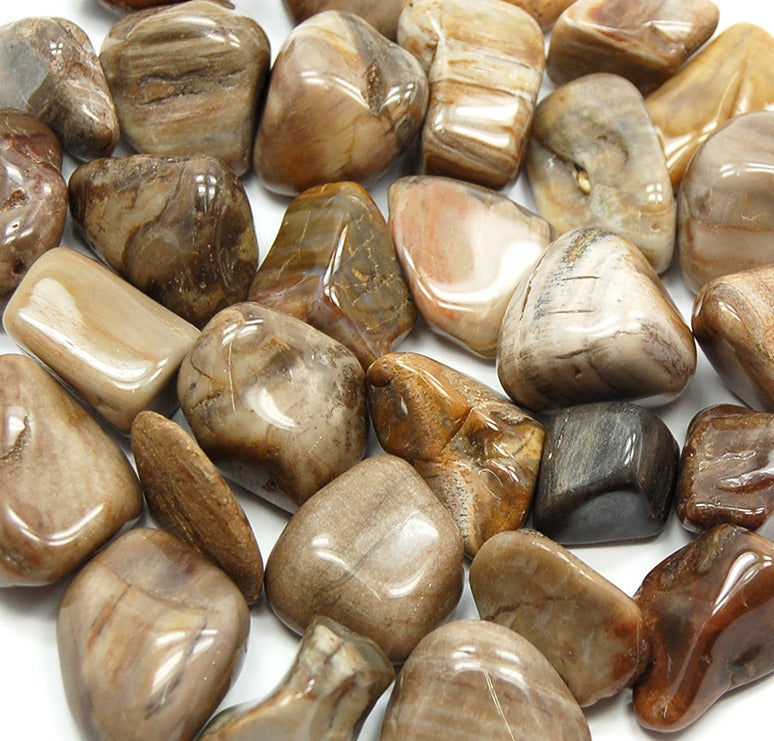 Petrified Wood (Tumbled)